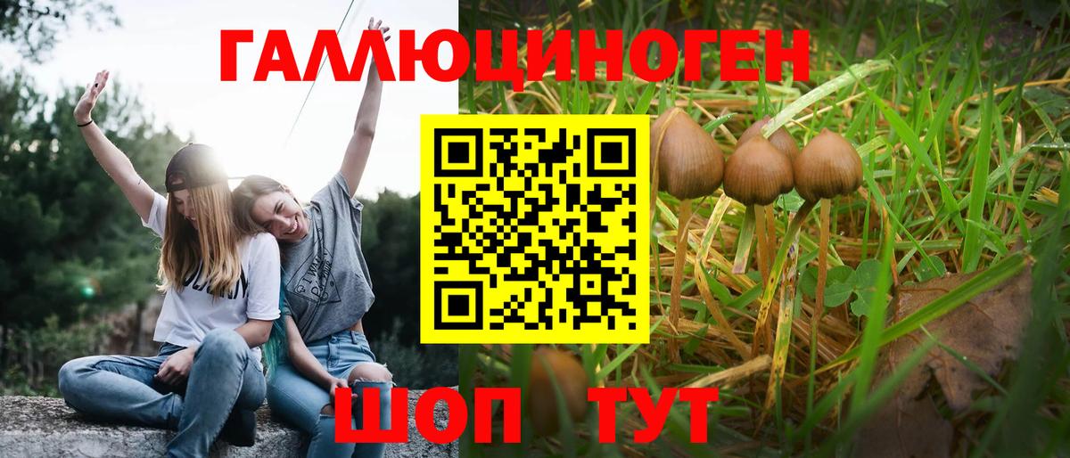 Нерюнгри  Псилоцибиновые грибы Psilocybe  Вход с VPN 