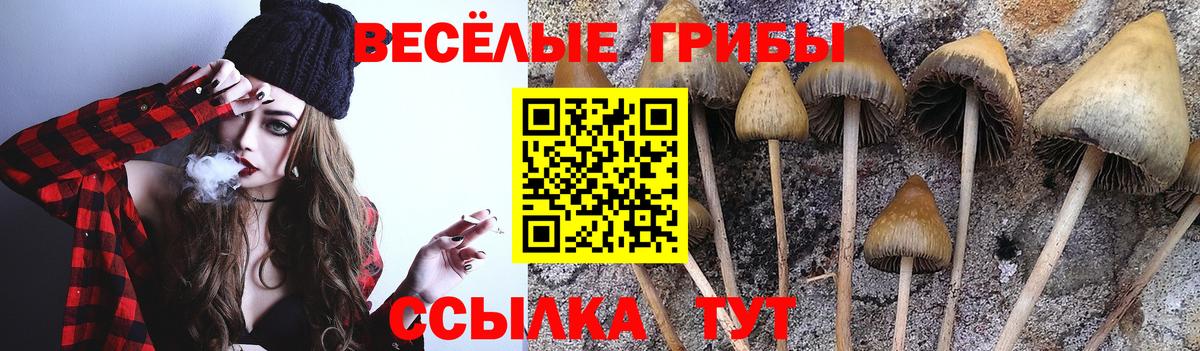 Галлюциногенные грибы Psilocybine cubensis Нерюнгри